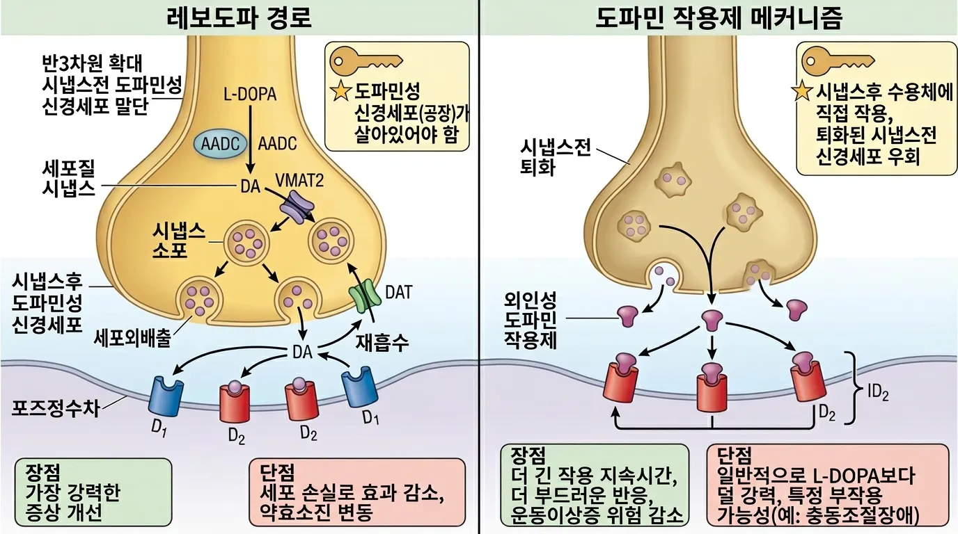 도파민 효현제 작용 비교 — 레보도파 vs 도파민 작용제